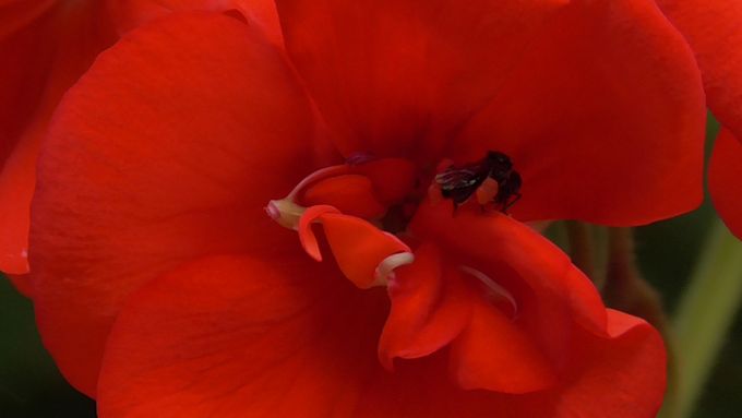 A tiny sugarbag bee loves my geranium flowers