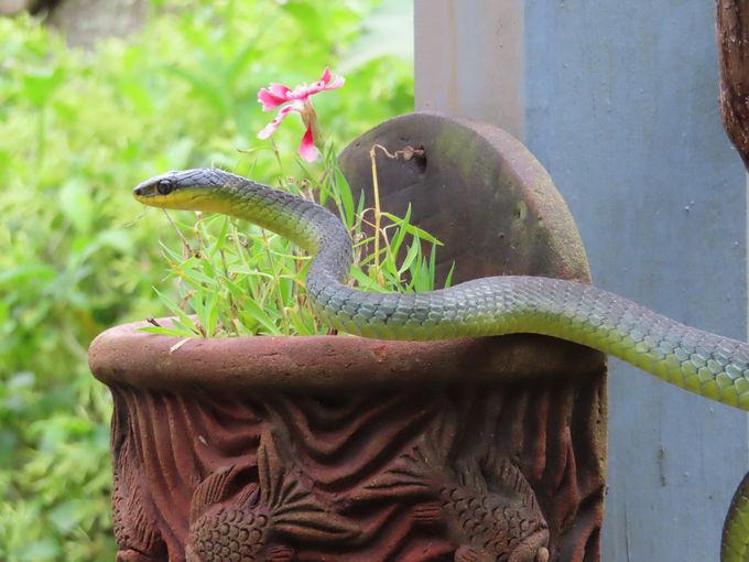 A green tree snake on the veranda