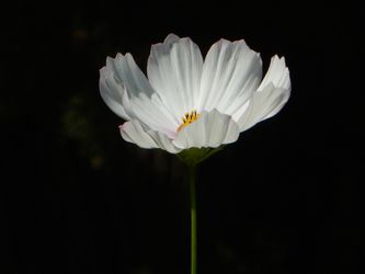 Moon Flower
